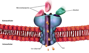 Картинка:Cell GABA Receptor.png