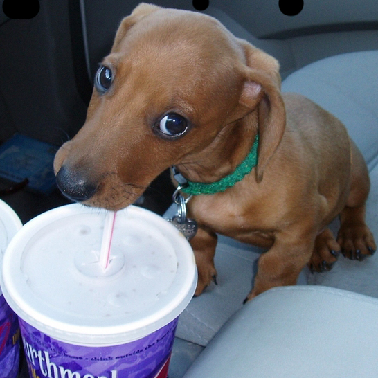 Картинка:Daschund_copy.jpg