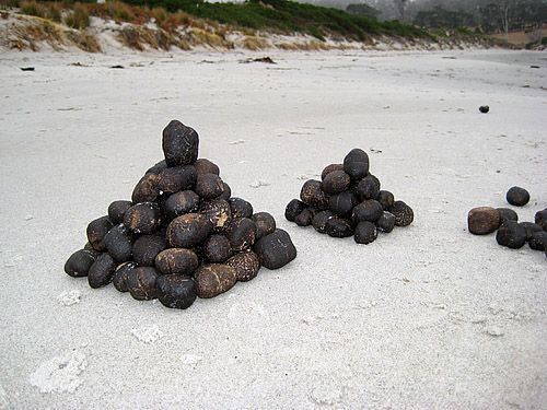 Картинка:Wombat shit bricks 2.jpg