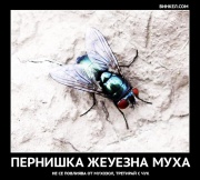 Типичен представител на вида